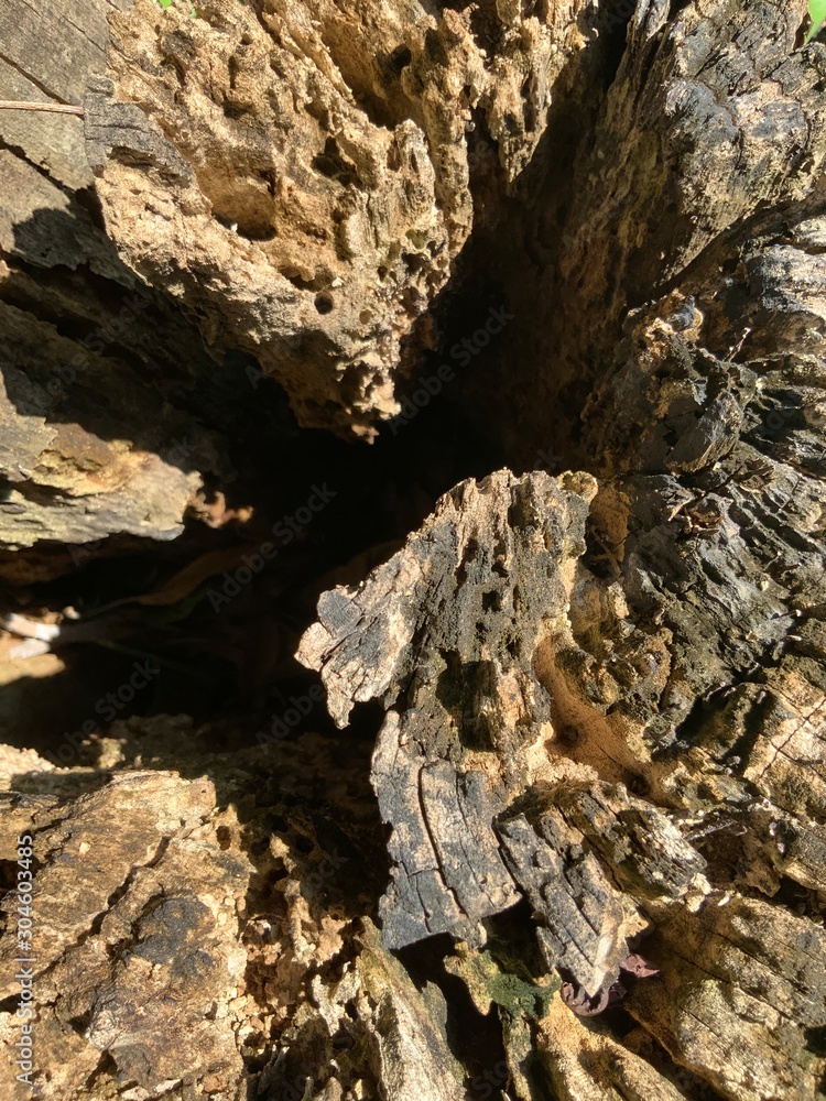 Dead wood cave