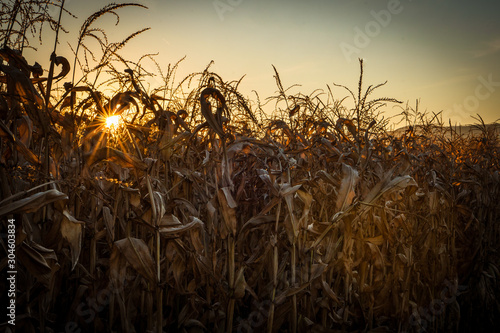 Sunset at a late season dried corn field at a farm in Southern  Oregon