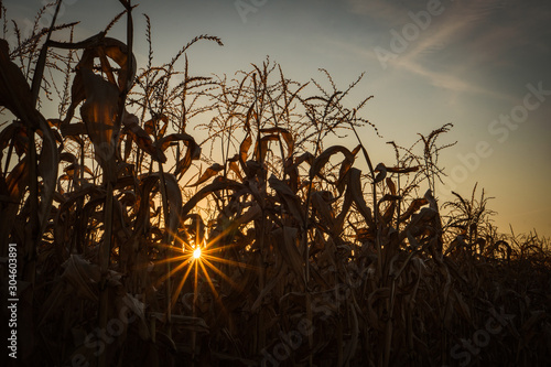 Sunset at a late season dried corn field at a farm in Southern Oregon