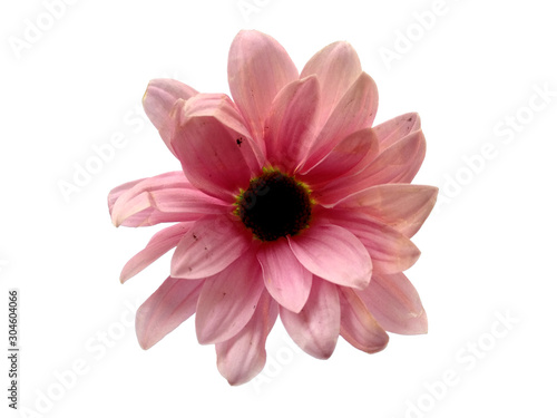 Gerbera or Dahlia flower for flower frame or other decoration. Pink flower on white background. Seruni or Chrysanthemum flower isolated on white background.