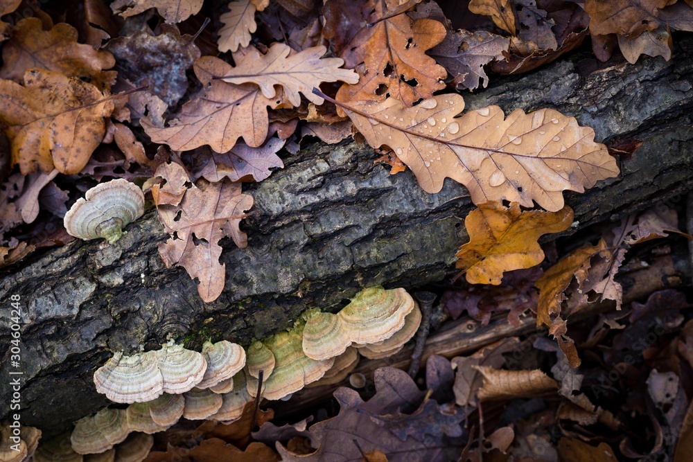 Autumn forest floor textures Autumn forest floor textures