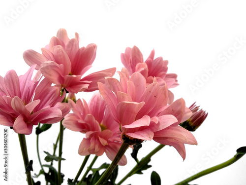Gerbera or Dahlia flower for flower frame or other decoration. Pink flower on white background. Seruni or Chrysanthemum flower isolated on white background.