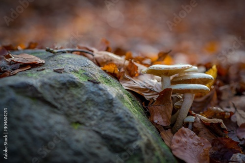 Autumn forest floor with rock and mushrooms