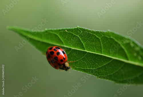 Ladybug on Leaf, Close-Up © Teresa Considine