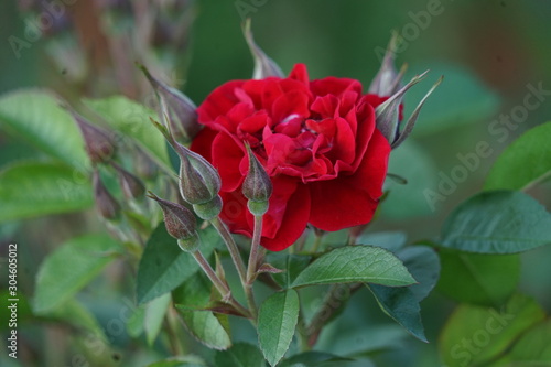 Red Rose 