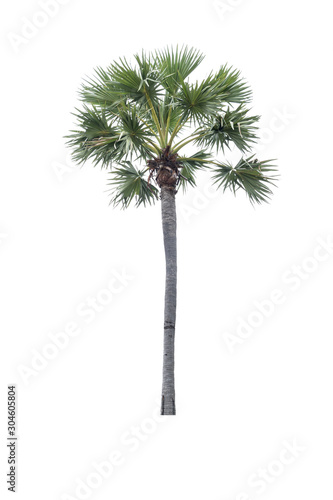 Isolated sugar plam trees on white background. © Wattanadach