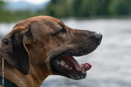 Portrait of Rhodesian Ridgeback dog