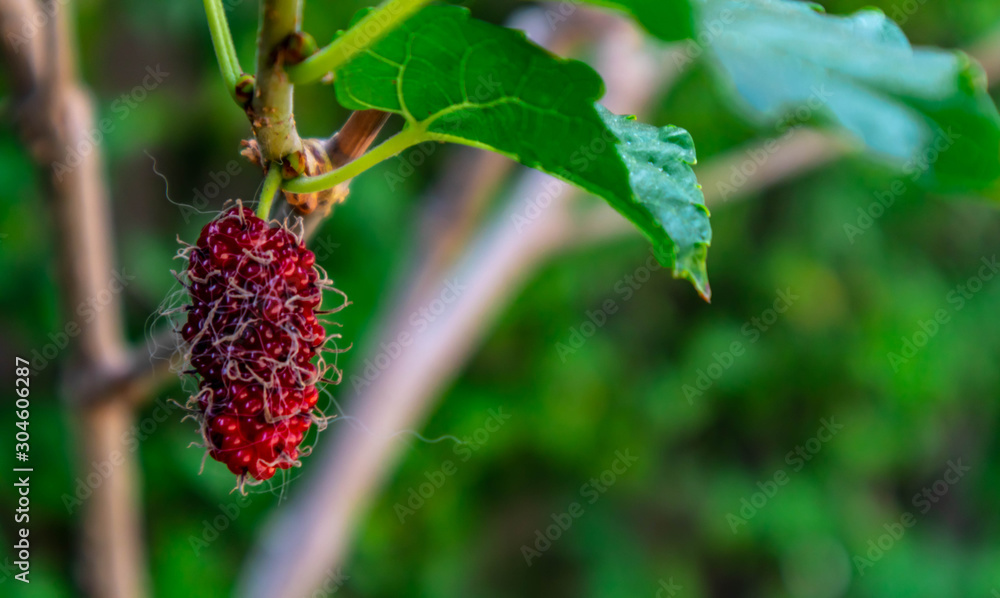 Organic fresh red mulberry on the branch with soft focus, Fruit for health, blurred nature background Organic fresh red mulberry on the branch with soft focus, Fruit for health, blurred nature background