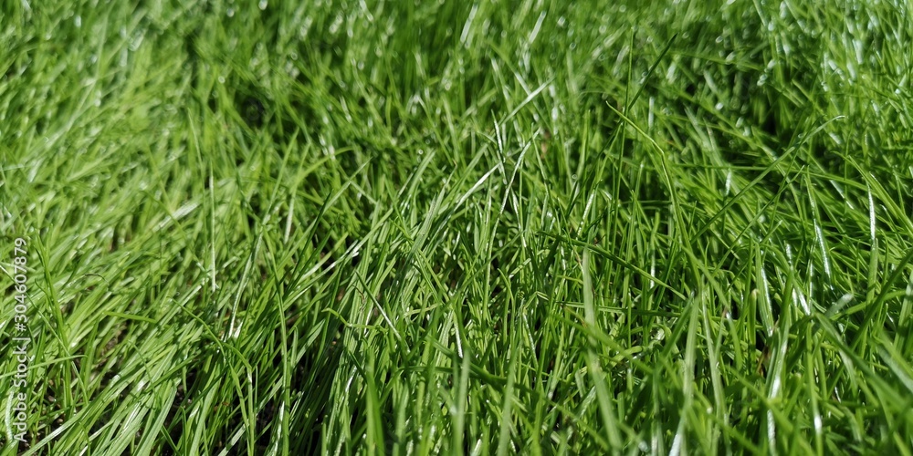 Gras Rasen Wiese Gras Rasen Wiese