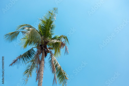 Coconut tree with blue sky background Coconut palm trees, beautiful tropical background,Coconut trees on a bright sky. selective focus.
