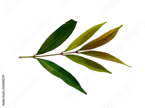 Syzygium oleana leaf or syzygium oleana leaves on white background. Green plant or green tree Isolated on white background. © PurMoon