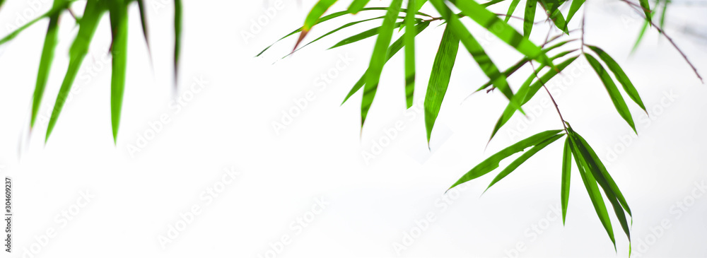 The leaves and the sunset light with copy space, panoramic background The leaves and the sunset light with copy space, panoramic background