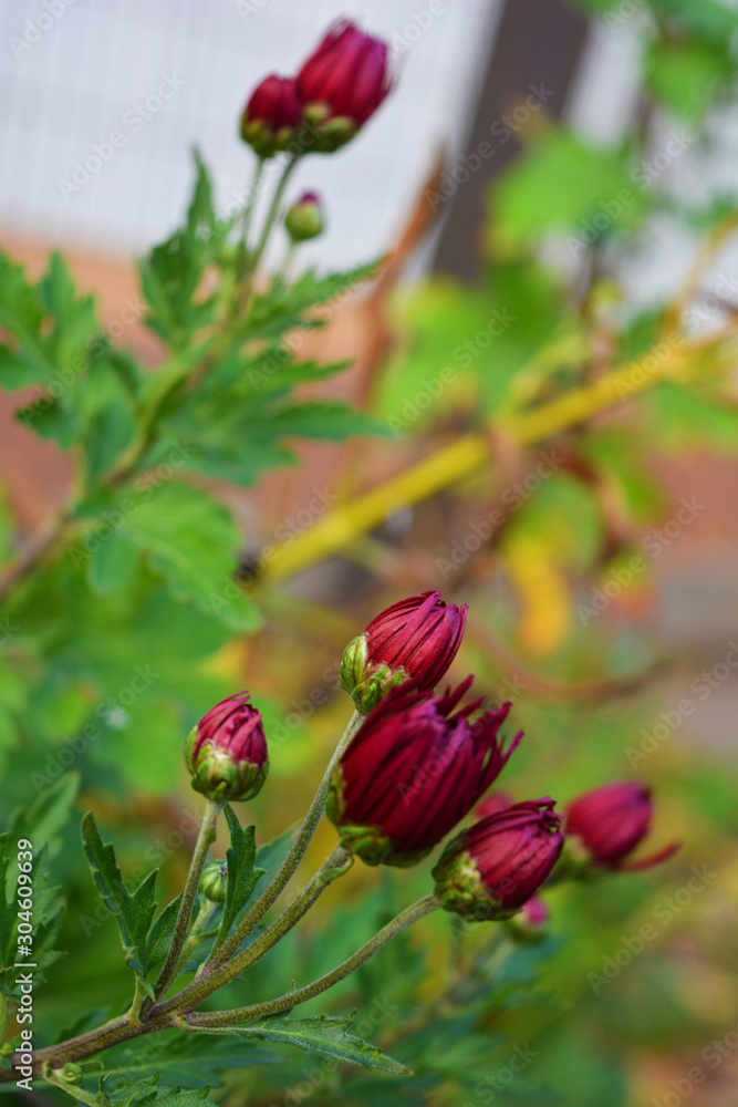 Velvet cherry, purple, crimson autumn chrysanthemums with green leaves. Small flower buds grow and bloom on the branches of chrysanthemum bushes.