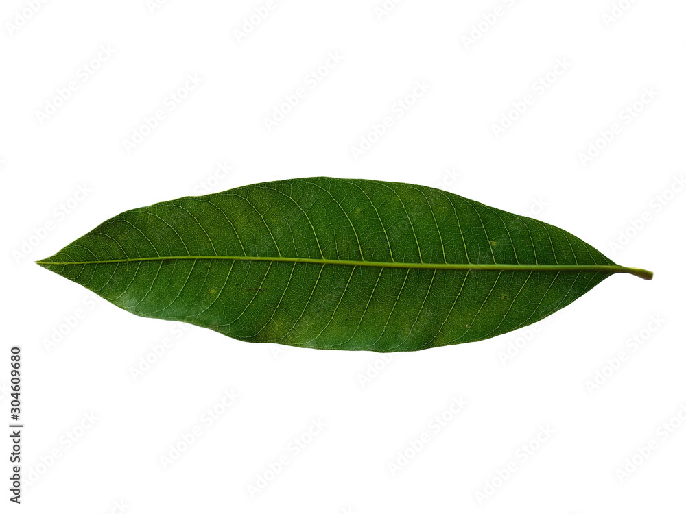 Plant with green leaves. The name of the plant is Mangifera indica or mango. Green leaf on white background. Plant with green leaves. The name of the plant is Mangifera indica or mango. Green leaf on white background.