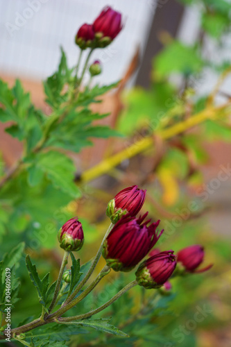 Velvet cherry, purple, crimson autumn chrysanthemums with green leaves. Small flower buds grow and bloom on the branches of chrysanthemum bushes.