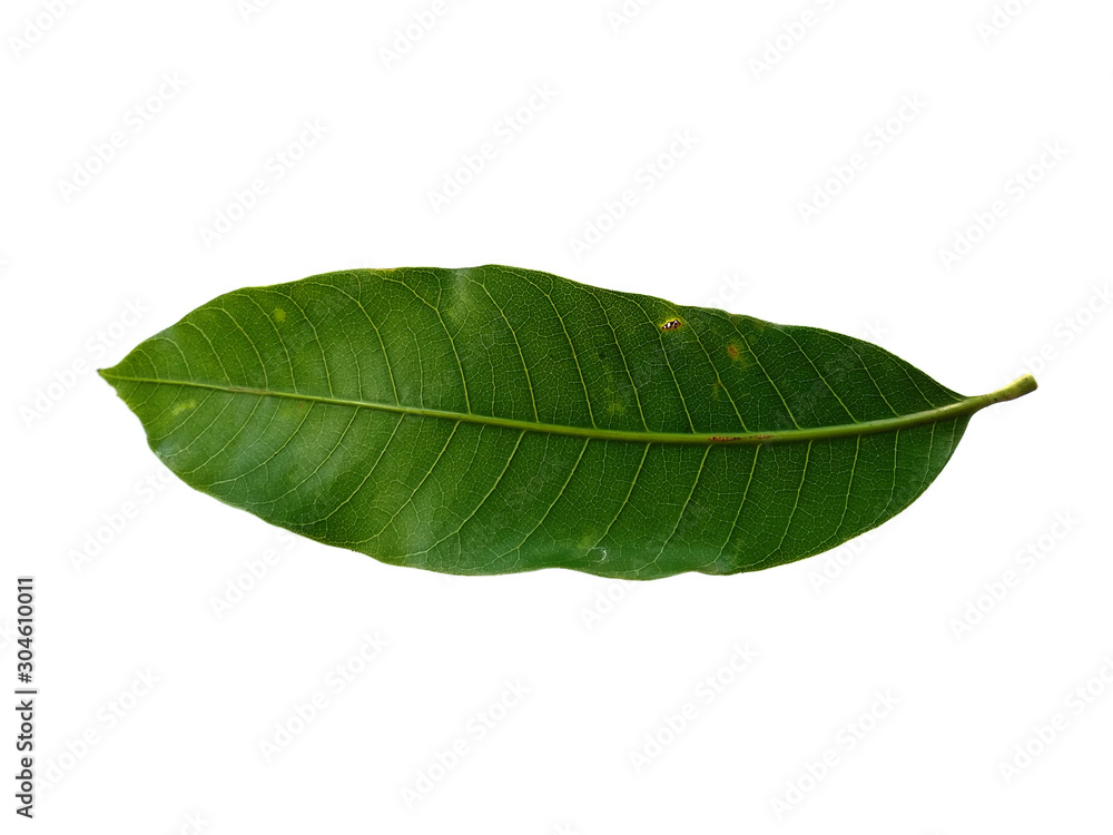 Plant with green leaves. The name of the plant is Mangifera indica or mango. Green leaf on white background. Plant with green leaves. The name of the plant is Mangifera indica or mango. Green leaf on white background.