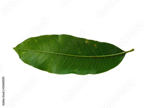 Plant with green leaves. The name of the plant is Mangifera indica or mango. Green leaf on white background.