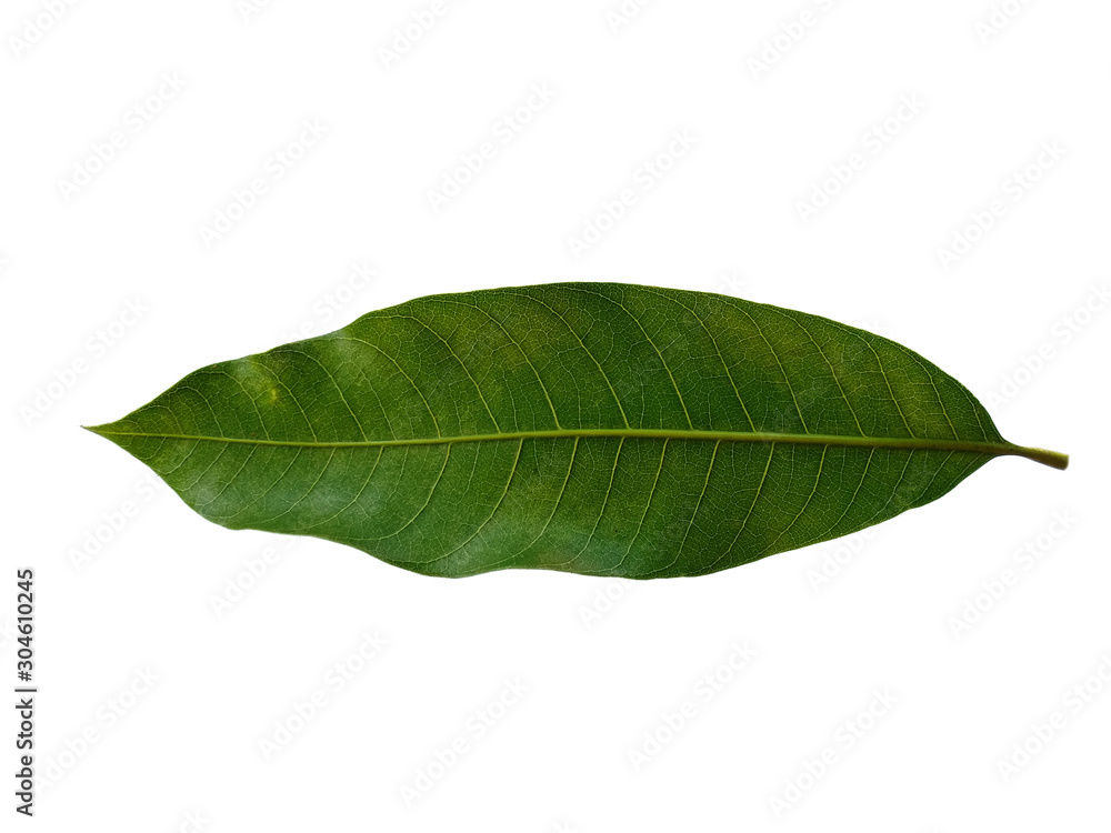 Obraz premium Plant with green leaves. The name of the plant is Mangifera indica or mango. Green leaf on white background.