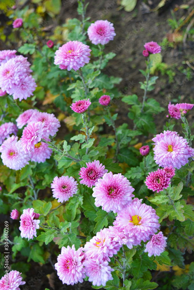 Bright, fluffy purple, pink autumn chrysanthemums fluffing on the street Ukrainian street. Perennial flowers blooming with a yellow core and dark green leaves. Bright, fluffy purple, pink autumn chrysanthemums fluffing on the street Ukrainian street. Perennial flowers blooming with a yellow core and dark green leaves.