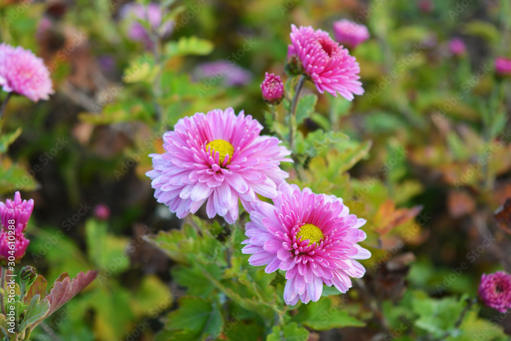 Bright, fluffy purple, pink autumn chrysanthemums fluffing on the street Ukrainian street. Perennial flowers blooming with a yellow core and dark green leaves. Bright, fluffy purple, pink autumn chrysanthemums fluffing on the street Ukrainian street. Perennial flowers blooming with a yellow core and dark green leaves.