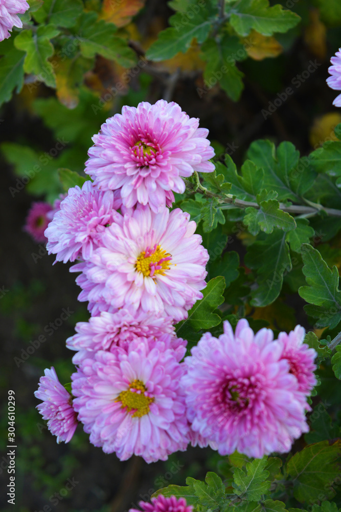 Bright, fluffy purple, pink autumn chrysanthemums fluffing on the street Ukrainian street. Perennial flowers blooming with a yellow core and dark green leaves. Bright, fluffy purple, pink autumn chrysanthemums fluffing on the street Ukrainian street. Perennial flowers blooming with a yellow core and dark green leaves.