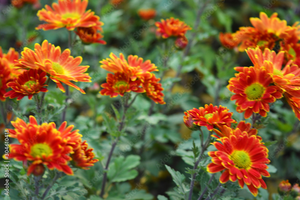 Charming, bright and colorful perennial bouquets of street flowers. Yellow red autumn chrysanthemum growing on the street of Ukrainian house. Charming, bright and colorful perennial bouquets of street flowers. Yellow red autumn chrysanthemum growing on the street of Ukrainian house.