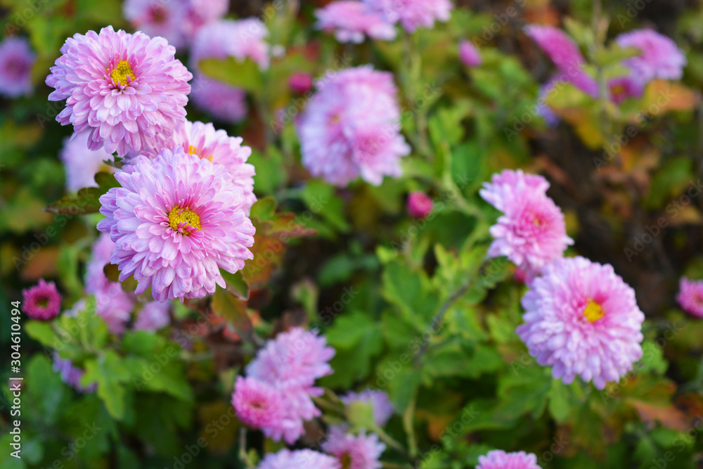 Bright, fluffy purple, pink autumn chrysanthemums fluffing on the street Ukrainian street. Perennial flowers blooming with a yellow core and dark green leaves. Bright, fluffy purple, pink autumn chrysanthemums fluffing on the street Ukrainian street. Perennial flowers blooming with a yellow core and dark green leaves.