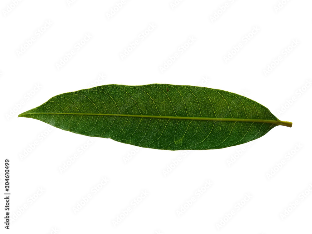 Obraz premium Plant with green leaves. The name of the plant is Mangifera indica or mango. Green leaf on white background.