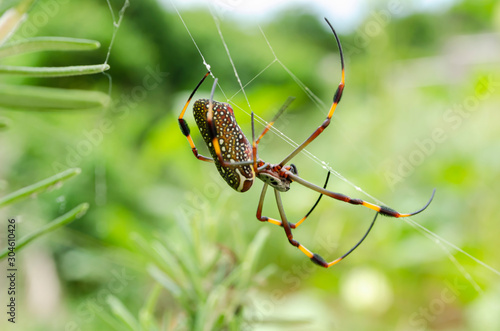 Side Of nephila Clavipes Spider