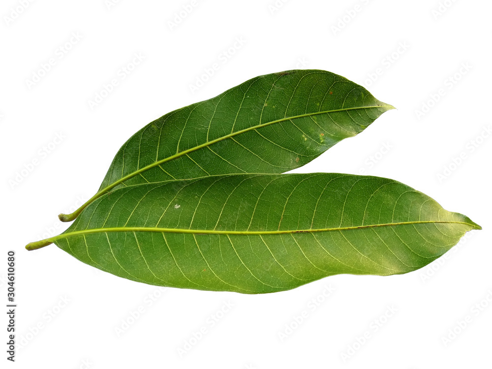 Obraz premium Plant with green leaves. The name of the plant is Mangifera indica or mango. Green leaf on white background.