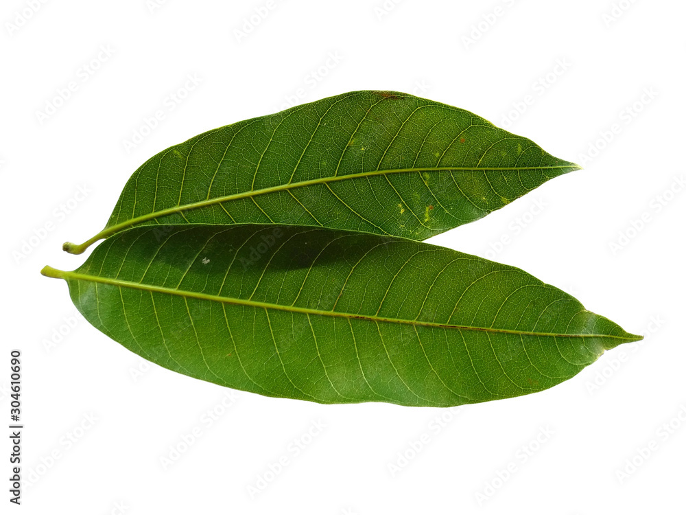 Obraz premium Plant with green leaves. The name of the plant is Mangifera indica or mango. Green leaf on white background.