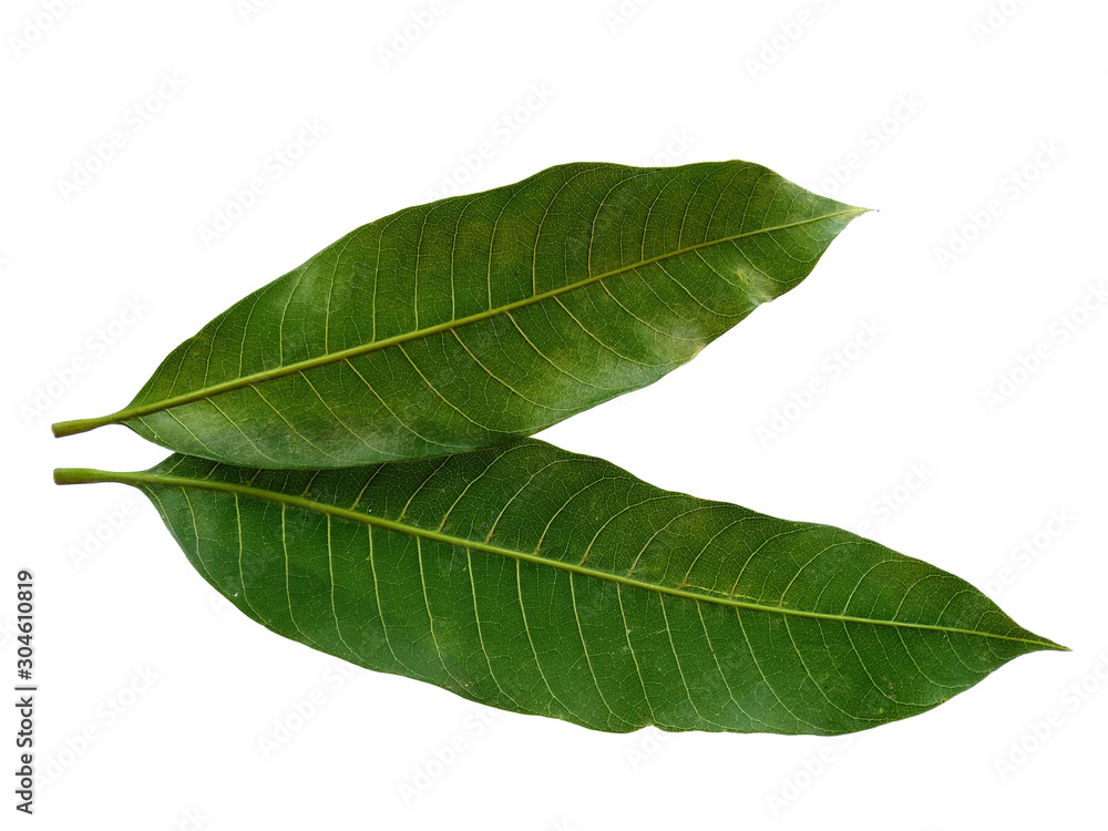 Plant with green leaves. The name of the plant is Mangifera indica or mango. Green leaf on white background. Plant with green leaves. The name of the plant is Mangifera indica or mango. Green leaf on white background.