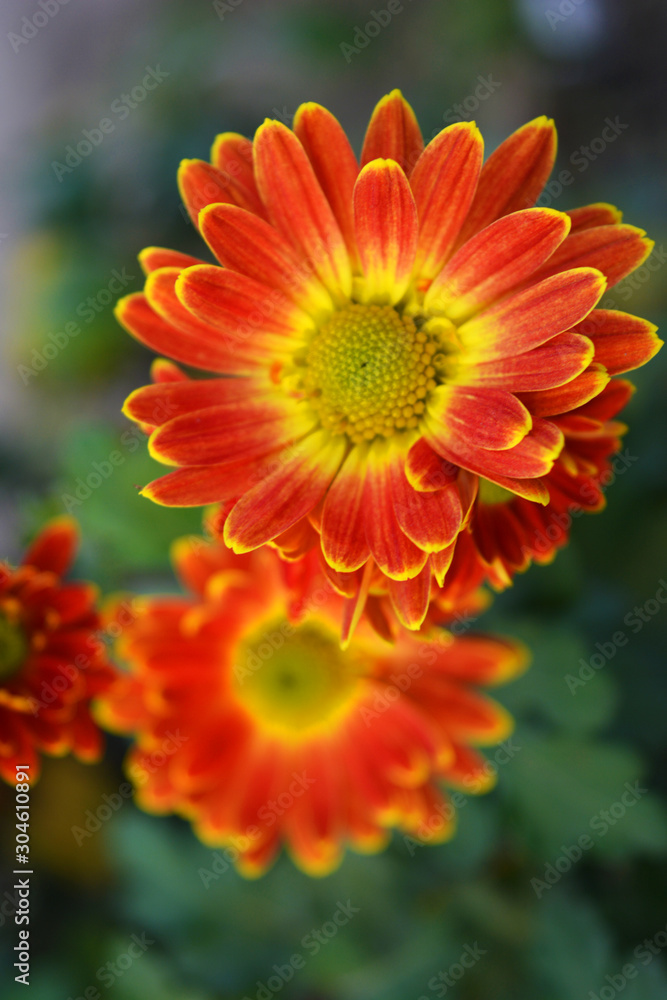 Charming, bright and colorful perennial bouquets of street flowers. Yellow red autumn chrysanthemum growing on the street of Ukrainian house. Charming, bright and colorful perennial bouquets of street flowers. Yellow red autumn chrysanthemum growing on the street of Ukrainian house.