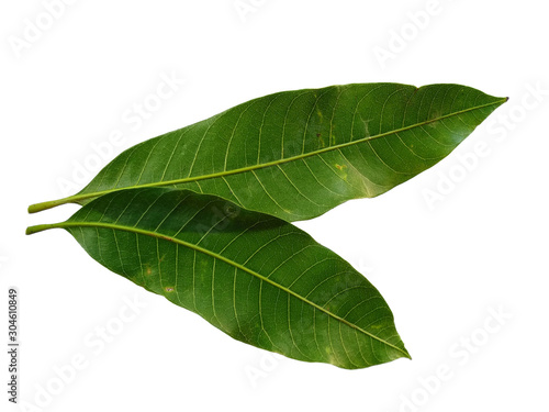 Plant with green leaves. The name of the plant is Mangifera indica or mango. Green leaf on white background.