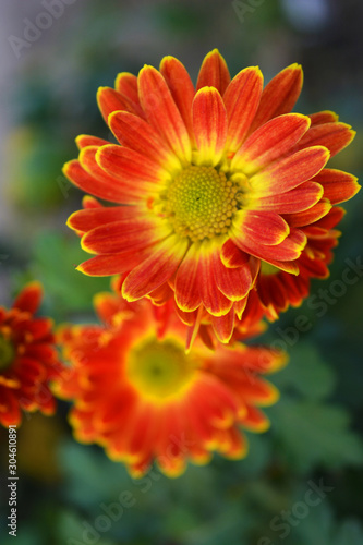 Charming  bright and colorful perennial bouquets of street flowers. Yellow red autumn chrysanthemum growing on the street of Ukrainian house.