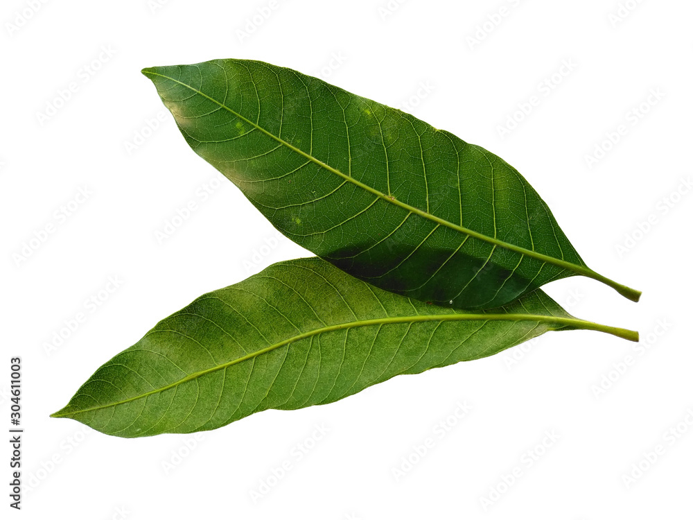 Obraz premium Plant with green leaves. The name of the plant is Mangifera indica or mango. Green leaf on white background.