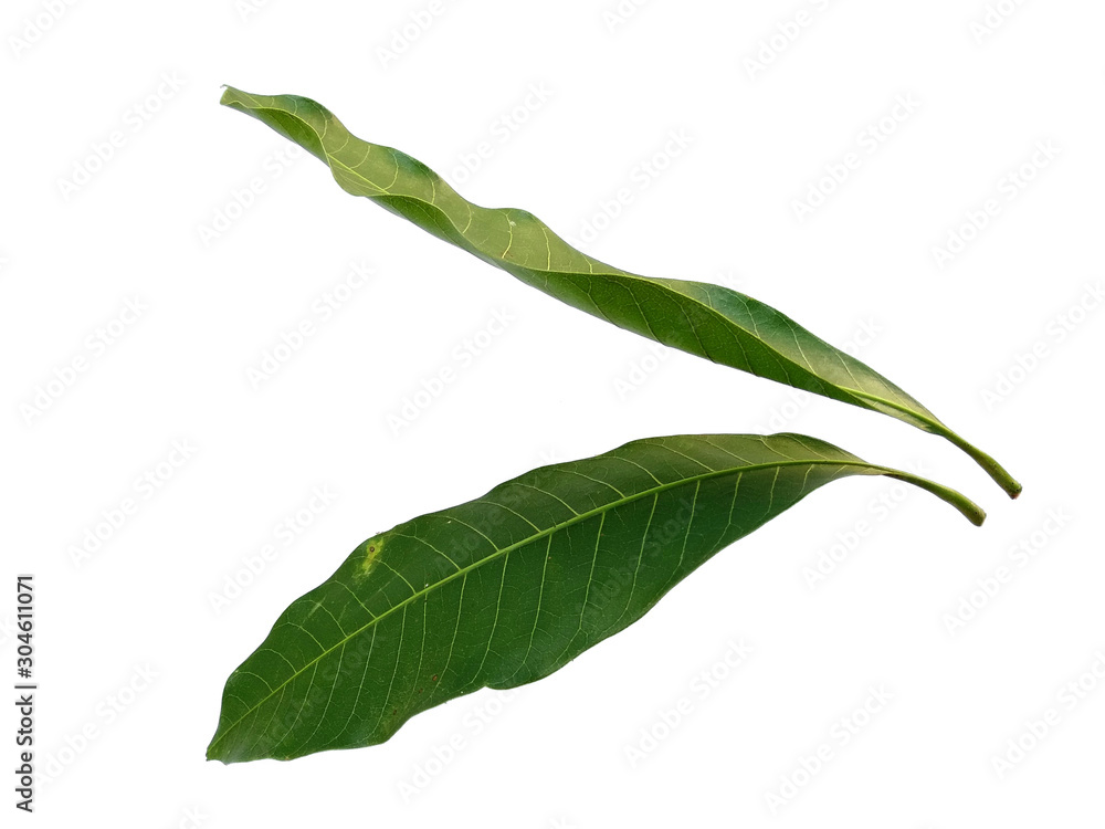Plant with green leaves. The name of the plant is Mangifera indica or mango. Green leaf on white background. Plant with green leaves. The name of the plant is Mangifera indica or mango. Green leaf on white background.
