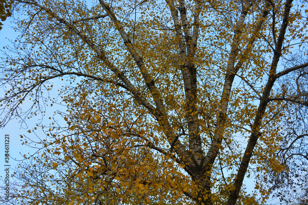 Autumn yellow poplar leaves hanging on the branches of a large tree against a blue sky. Autumn yellow poplar leaves hanging on the branches of a large tree against a blue sky.