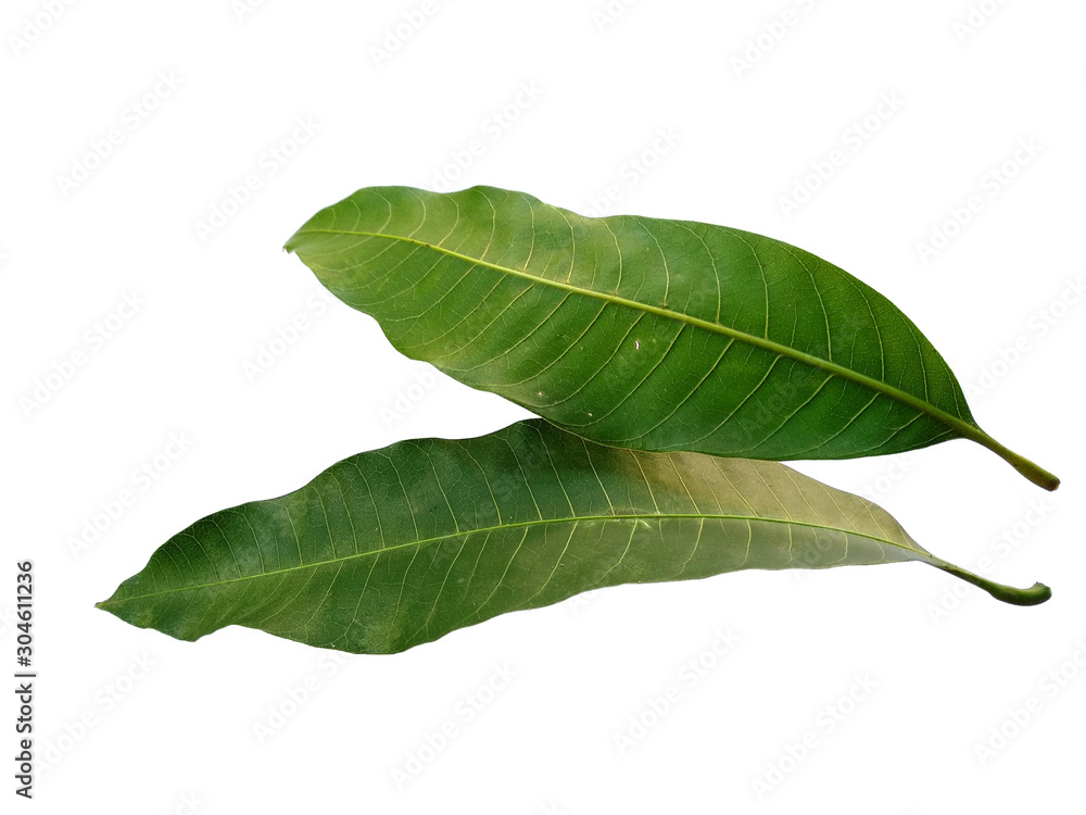 Obraz premium Plant with green leaves. The name of the plant is Mangifera indica or mango. Green leaf on white background.