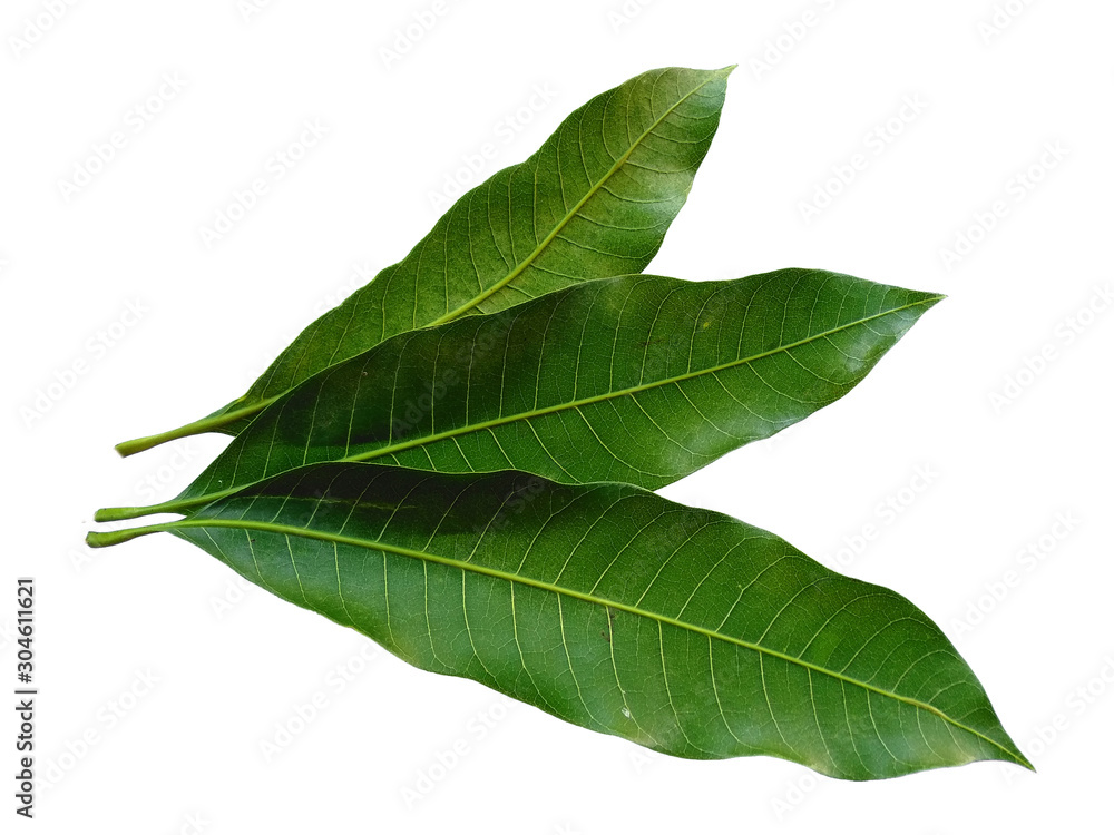 Obraz premium Plant with green leaves. The name of the plant is Mangifera indica or mango. Green leaf on white background.