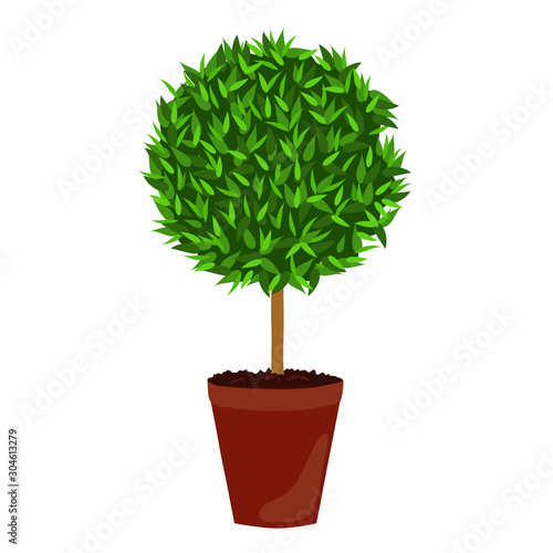Houseplant: Myrtle. Myrtus, topiary tree. Potted plant isolated on white background.
