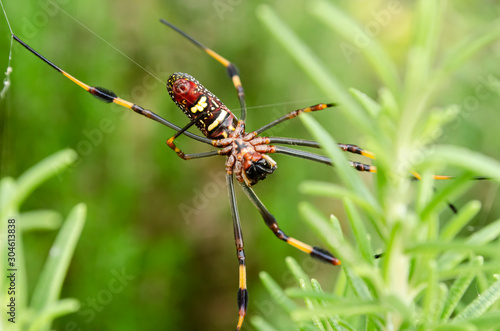 Belly Of The Nephila Clavipes Spider © Jacquelin