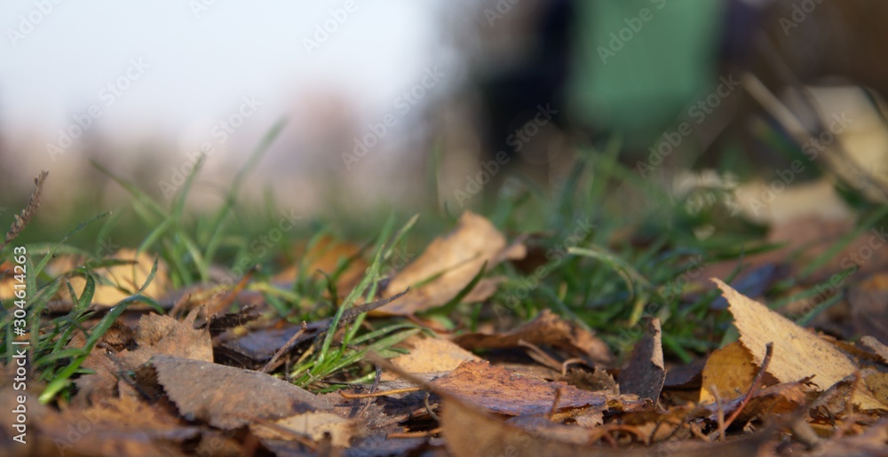 On the green grass are fallen leaves from a tree, autumn has come. On the green grass are fallen leaves from a tree, autumn has come.