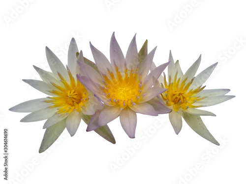 Water lily flower for flower frame or other decoration. Lotus flower isolated on white background.