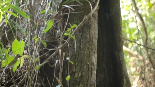 Tropical Tree in a Thailand Jungle