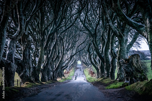 Fototapeta Naklejka Na Ścianę i Meble -  The Dark Hedges in Northern Ireland. Majestic, spooky and mysterious road across very old trees. Featured in the Game of Thrones as the Kings Road.