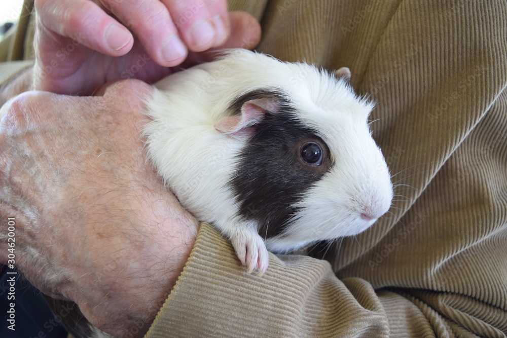 a gentle old hand petting a guinea pig a gentle old hand petting a guinea pig