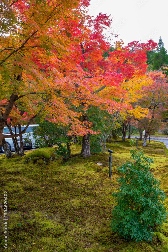 Naklejka premium 綺麗な紅葉の葉