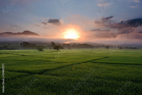  Green rice field on sunrise background at Pua, Nan Province, Thailand..