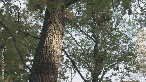 A Beautiful Tree Trunk in the Forest